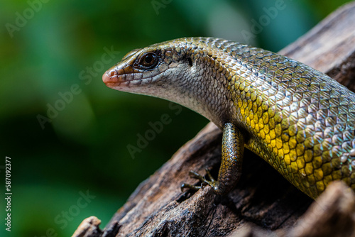 The common garden skink  Lampropholis guichenoti  is a small species of lizard in the family Scincidae