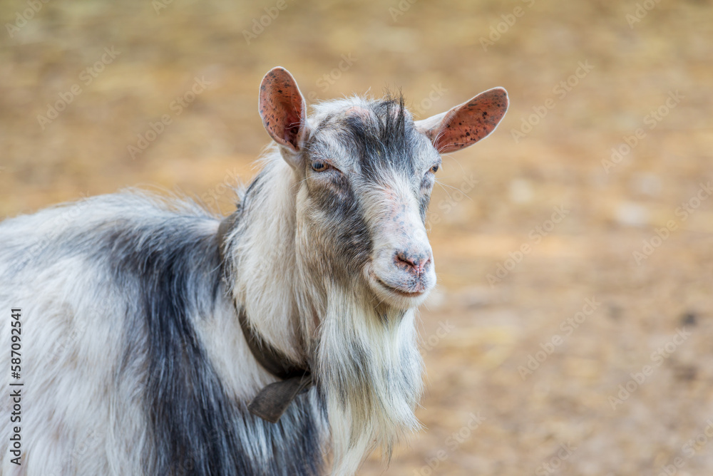 Portrait of a Hungarian native goat in the yard of a farm in the countryside. Portrait of a Hungarian native goat in the yard of a farm in the countryside.