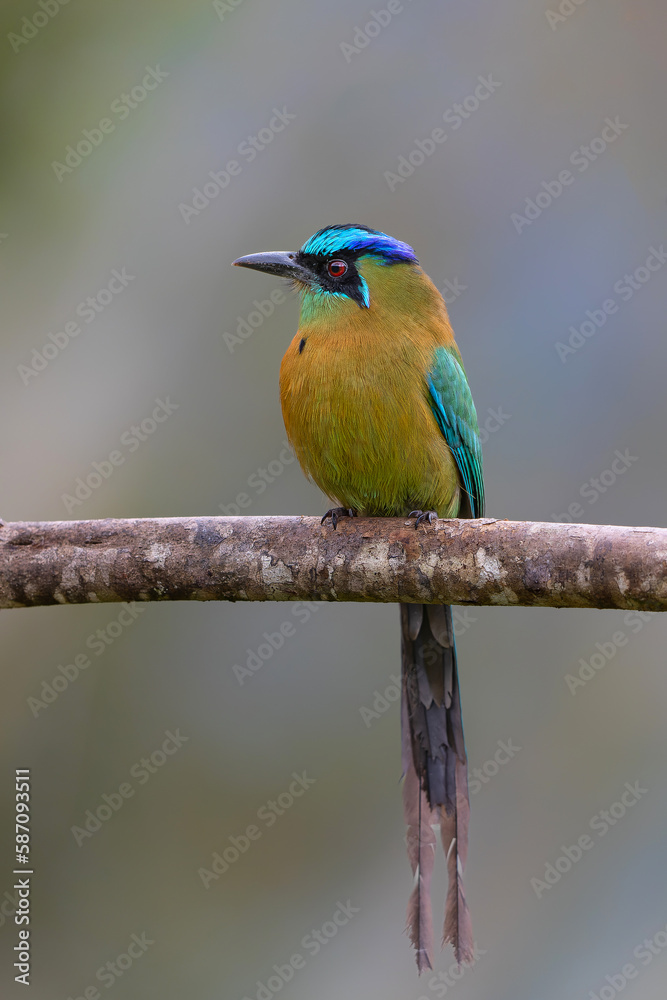 Obraz premium blue-capped motmot or blue-crowned motmot (Momotus coeruliceps) sitting on a branch in the mountains of Central Costa Rica