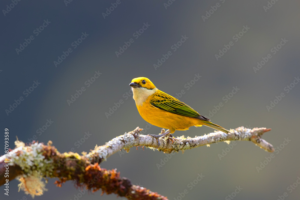 Silverthroated Tanager (Tangara icterocephala) searching for food San Gerardo del Dota in the mountains of central Costa Rica Silverthroated Tanager (Tangara icterocephala) searching for food San Gerardo del Dota in the mountains of central Costa Rica