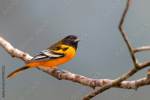 Baltimore Oriole (Icterus galbula) sitting on a branch in San Isidro del General, Costa Rica. Wildlife scene from nature.
