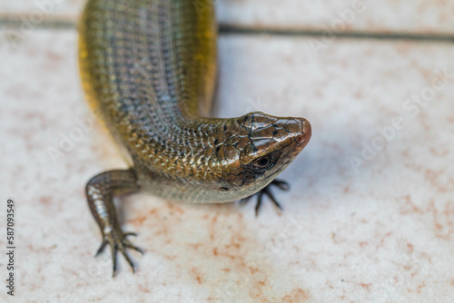 The common garden skink (Lampropholis guichenoti) is a small species of lizard in the family Scincidae photo