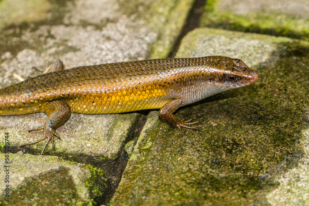 The common garden skink (Lampropholis guichenoti) is a small species of lizard in the family Scincidae The common garden skink (Lampropholis guichenoti) is a small species of lizard in the family Scincidae