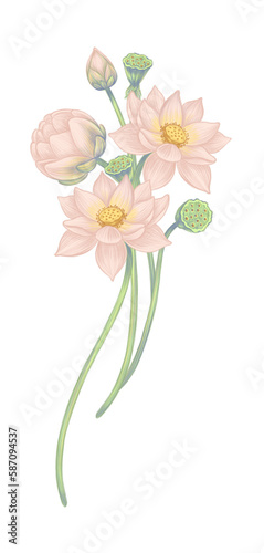 Fototapeta Naklejka Na Ścianę i Meble -  Pink lotus flowers hand drawn Hand painted with pencils Large lotus leaves Spring and summer flowers for invitation wedding or greeting cards Floral bouquet frames and borders Drawing of water lilies