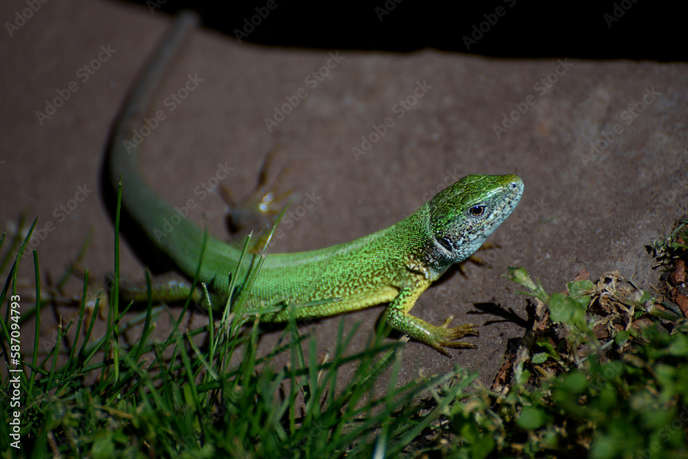 Fototapeta premium The European green lizard (Lacerta viridis) is a large lizard distributed across European midlatitudes from Slovenia and eastern Austria to as far east as the Black Sea coasts of Ukraine and Turkey. 