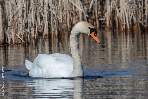 Mute Swan swimming in water near reeds.