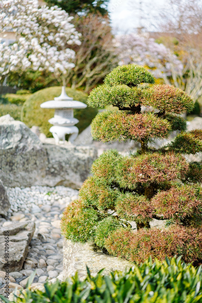 Green pine trees in a Zen garden
