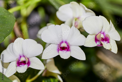 Close up of a White and Purple Dendrobium Orchid Flower