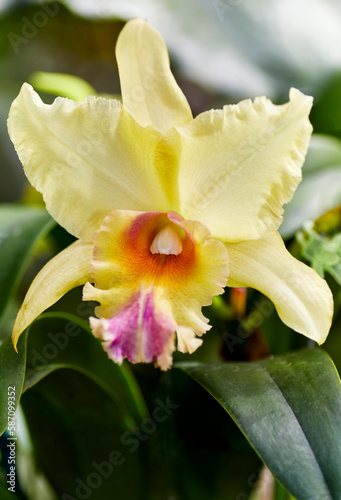 Close up of a Lavendar Cattleya Orchid Flower