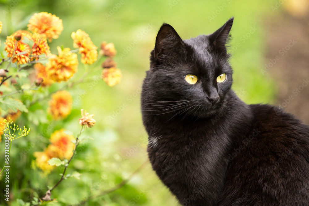 Beautiful Black cat portrait with yellow eyes close up outdoor in nature in summer spring garden with orange flowers