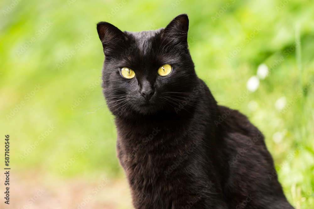 Beautiful bombay black cat portrait with yellow eyes on green background close up, copy space. Сat is looking in the camera
