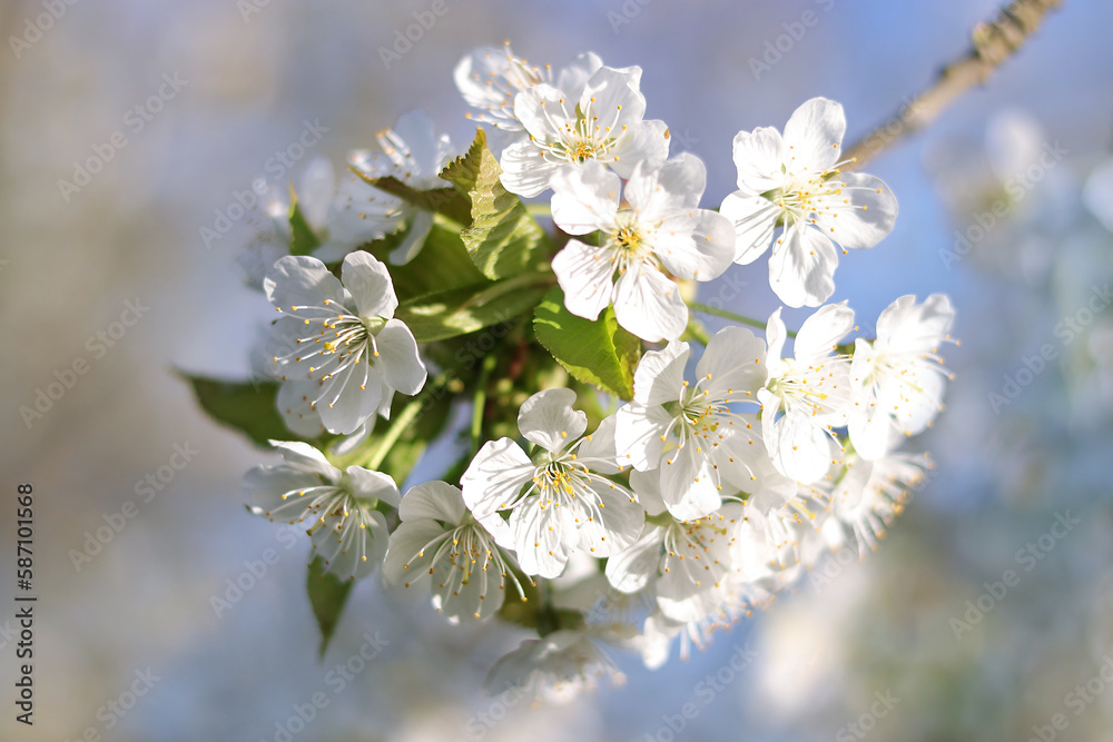 Branches of blossoming Cherry macro with soft focus. Easter and spring greeting cards. Springtime. Bloom over blue sky. Morning in the cherry orchard. Spring background. Blossoming Cherry tree garden 