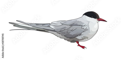 Arctic tern Sterna paradisial bird vector illustration. photo