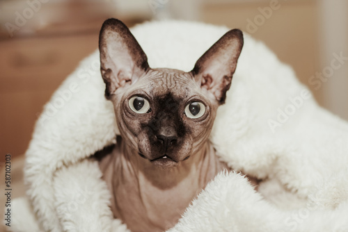 Bald cat of the Canadian Sphynx breed covered with a whip.