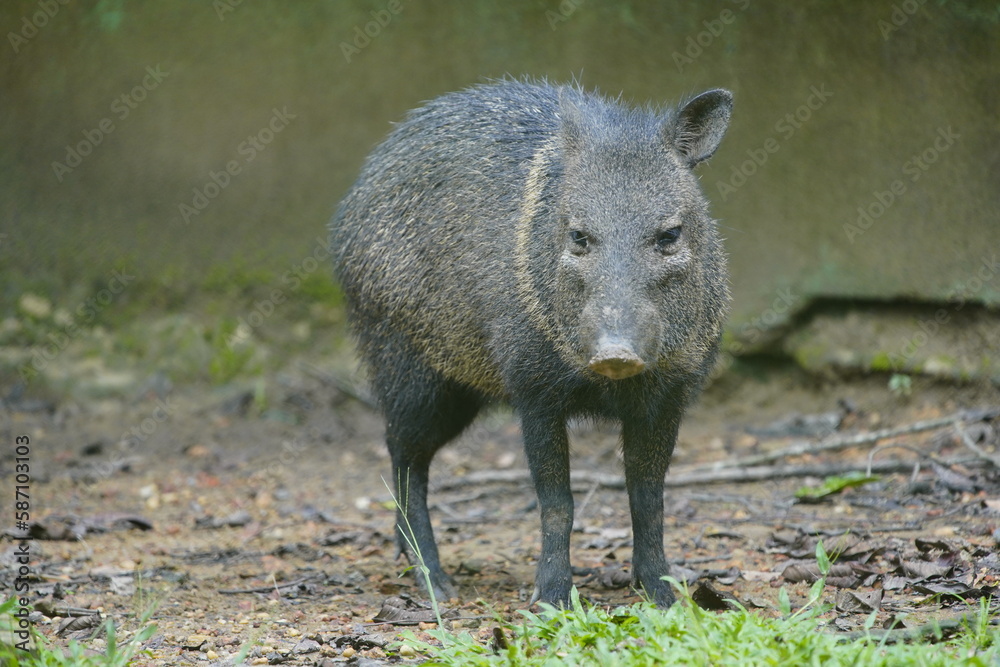 The collared peccary (Pecari tajacu) is a species of mammal in the family Tayassuidae found in North, Central, and South America. The collared peccary (Pecari tajacu) is a species of mammal in the family Tayassuidae found in North, Central, and South America.