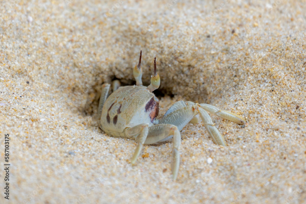 Selective focus of small sea crab in its natural habitat walking on the sand beach in summer, Ocypode ceratophthalmus is a species of the ghost crab (horn-eyed) Region from the coast of East Africa.