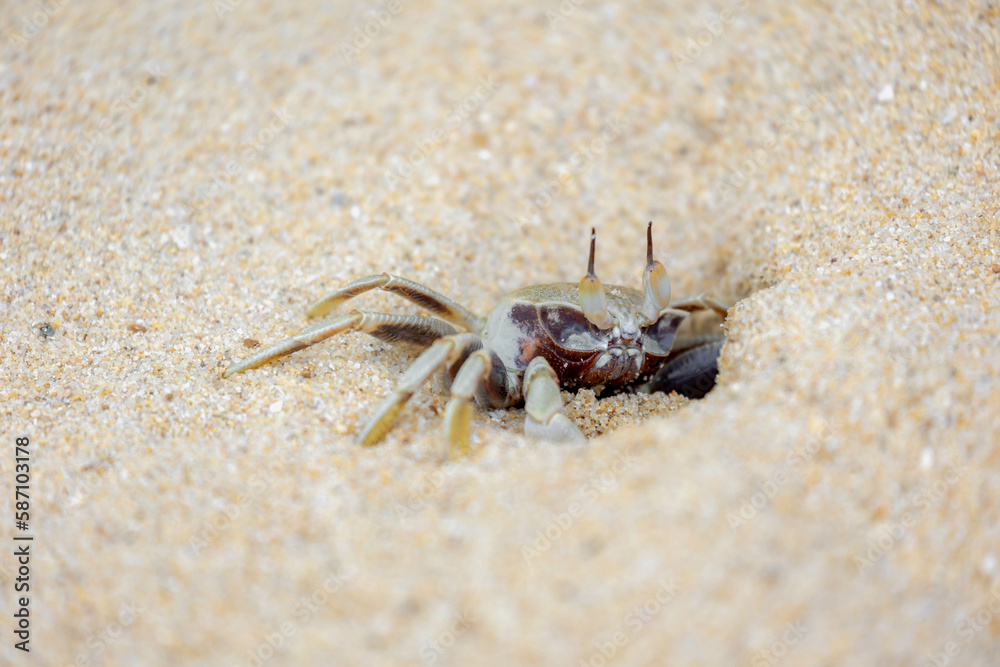Selective focus of small sea crab in its natural habitat walking on the sand beach in summer, Ocypode ceratophthalmus is a species of the ghost crab (horn-eyed) Region from the coast of East Africa.