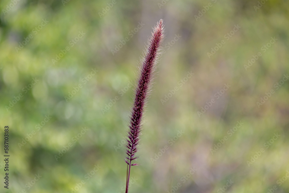 Selective focus of fluffy purple grass flower in the garden, Cenchrus setaceus commonly known as crimson fountaingrass is a widespread genus of plants in the grass family, Nature floral background.