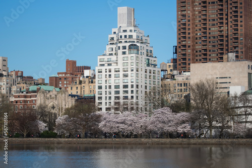 Flowering trees in Central park of Manhattan. Sakura flowering in parks of the USA