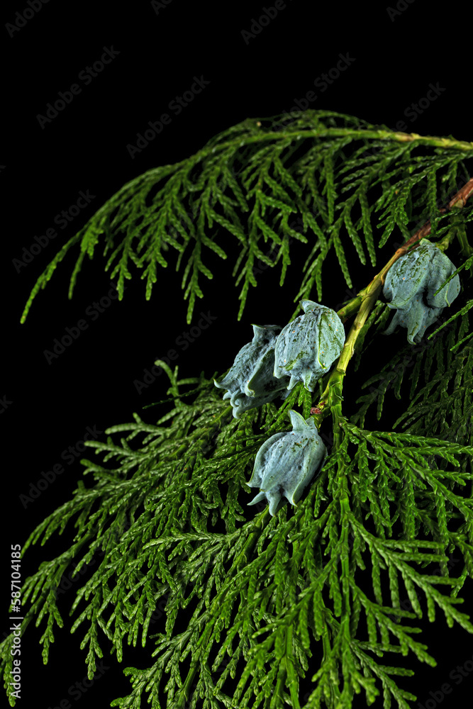 Branch of thuja, isolated on black background Branch of thuja, isolated on black background