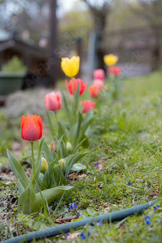 tulips in the garden