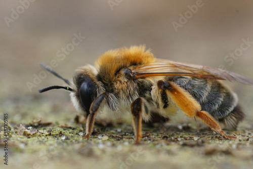 Close-up on a colorful female Grey-gastered mining bee, Andrena tibialis, sitting on the ground