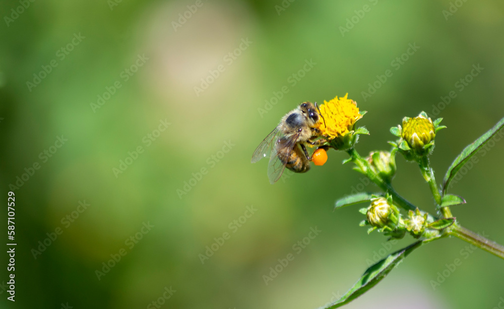 ABEJA