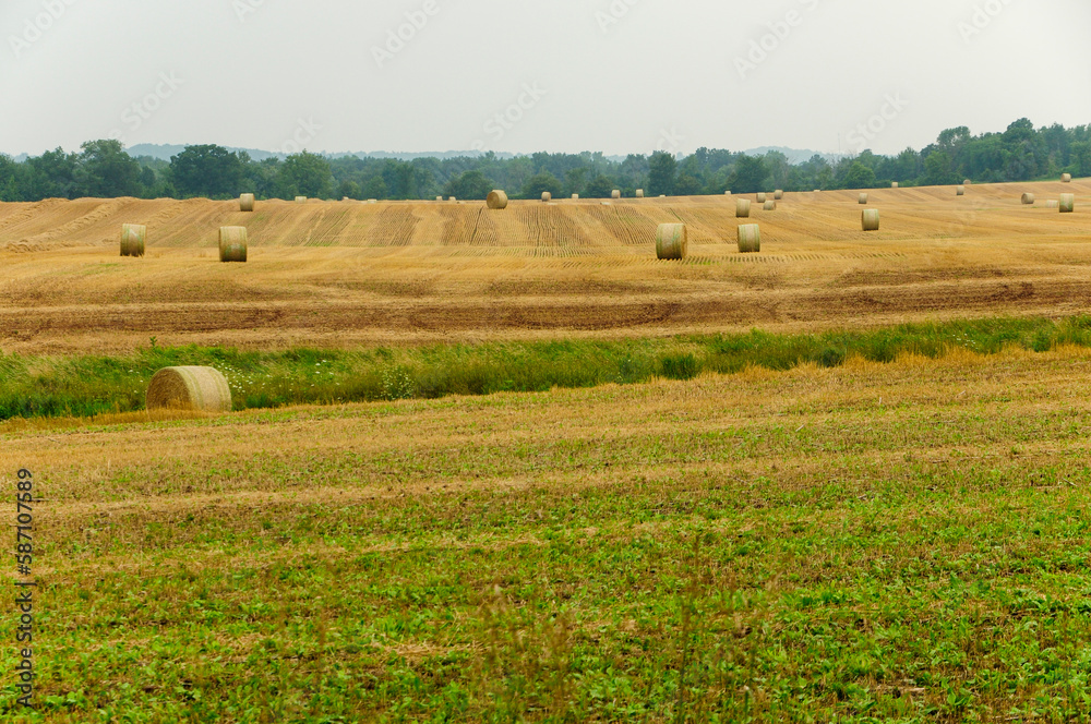 Hay Bales In A Farm Field In August In Wisconsin