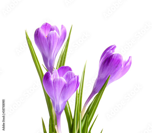 Beautiful Saffron flowers isolated on white background, closeup