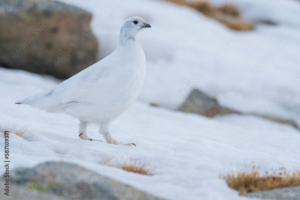 White-tailed ptarmigan (Lagopus muta) in the snow in the Pyrenees White-tailed ptarmigan (Lagopus muta) in the snow in the Pyrenees