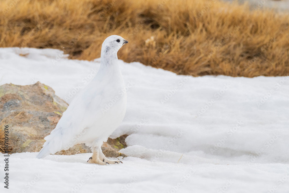 White-tailed ptarmigan (Lagopus muta) in the snow in the Pyrenees White-tailed ptarmigan (Lagopus muta) in the snow in the Pyrenees