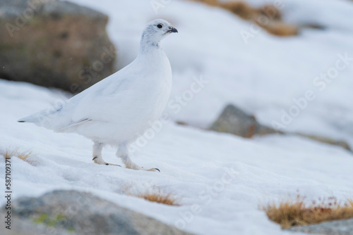 White-tailed ptarmigan (Lagopus muta) in the snow in the Pyrenees