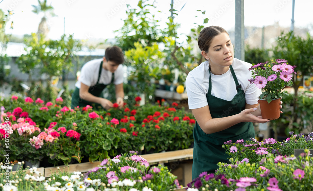 Skilled female gardener arranging potted Osteospermum Ecklonis flowers for market and wearing greenhouse uniform