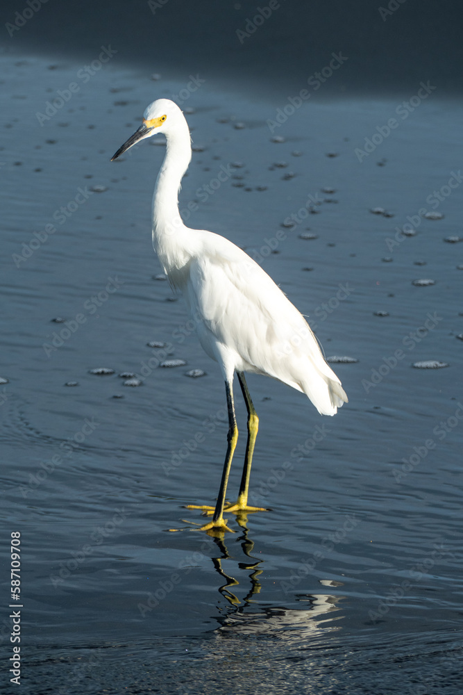 heron with white feather enjoy the day at the sandy beach ela heron with white feather enjoy the day at the sandy beach ela