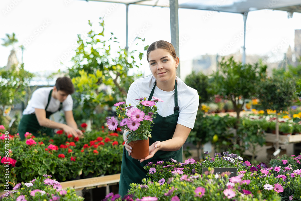 Successful young female florist standing in greenhouse among multi-colored flowering plants, offering lush blooming African daisy with bright purple flowers in pot, looking at camera with smile