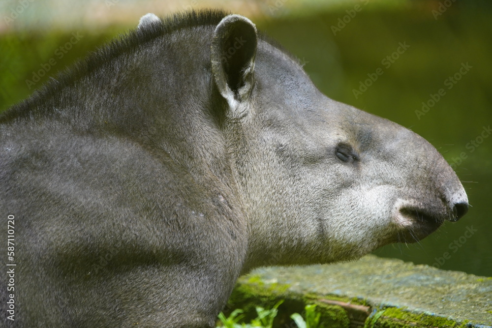 Portrait of a tapir (Tapirus bairdii) Tapiridae family. Amazonas, Brazil.
Portrait of a tapir (Tapirus bairdii) Tapiridae family. Amazonas, Brazil.