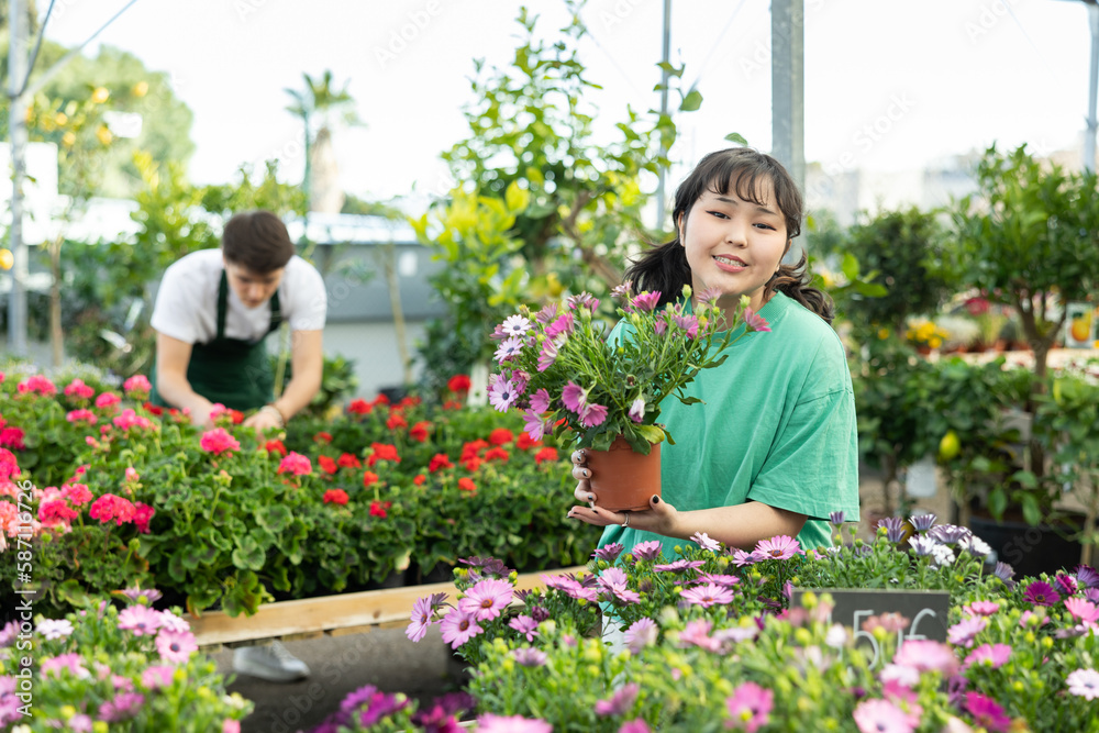 Dreamy young Asian female consumer in casual wear choosing Osteospermum Ecklonis flower in pot while buying plants in garden market