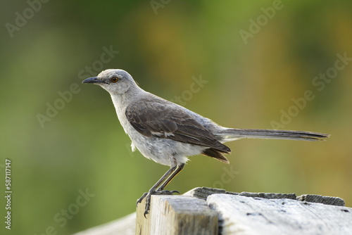 Northern Mockingbird portrait © Birdmanclark