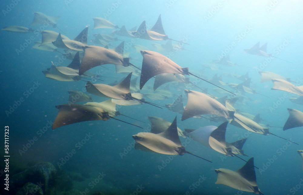 Obraz premium Costa Rica Pacific Sea Life