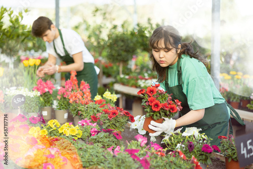 Focused young Asian female florist working in garden store, caring for blooming potted petunias with bright colorful flowers