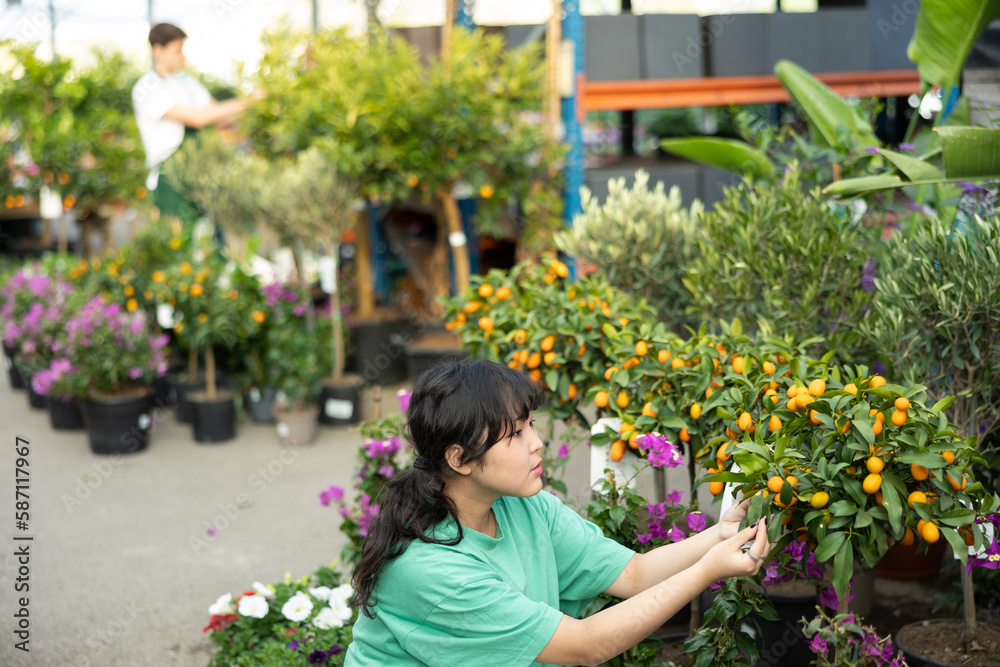 Focused young Asian female customer in casual clothes inspecting potted Kumquat tree while shopping in garden center
