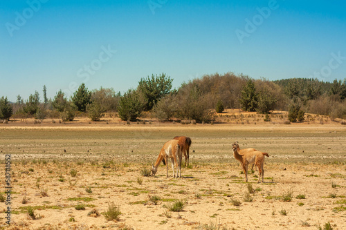 horses in the field © Oksana