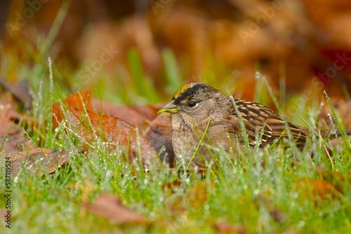 Sparrow in the wet grass