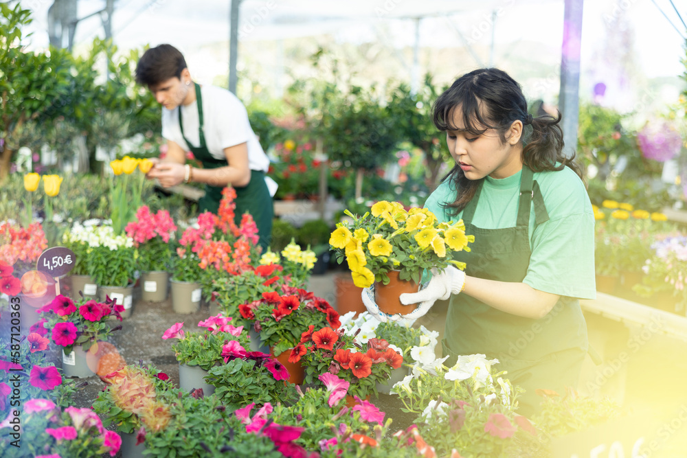 Focused young Asian female florist working in garden store, caring for blooming potted petunias with bright colorful flowers