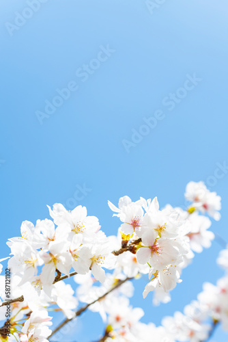 青空に映える桜 © mocochan
