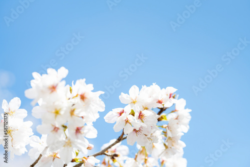 青空に映える桜