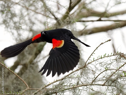 red winged blackbird taking flight