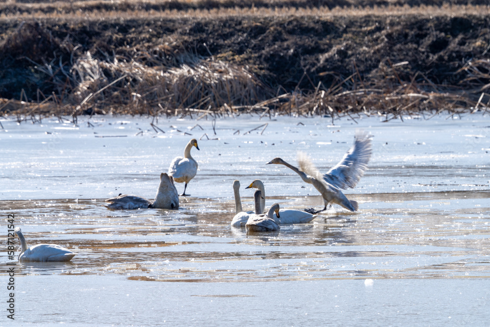 Obraz premium 백조