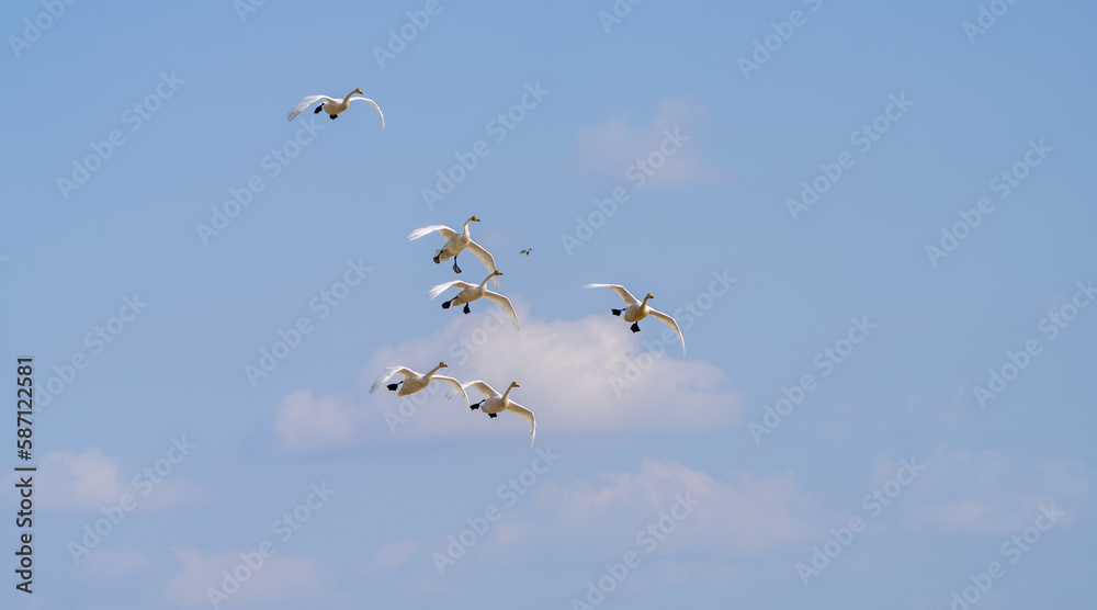 Obraz premium 백조