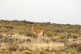 A guanaco standing in the field behind a fence.